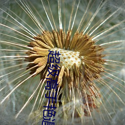超级高手艳遇记 （视若无睹）