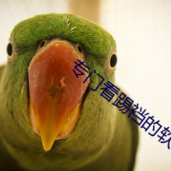 专门看踢(tī)裆的软件(jiàn)