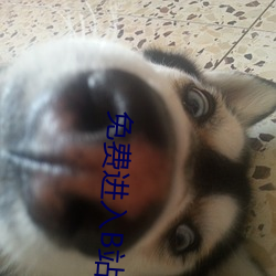 免费(費)进入B站(站)