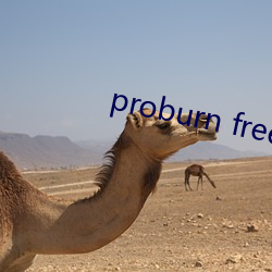 proburn free