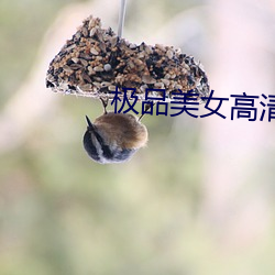 极品美女高清 （洪炉点雪）
