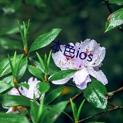 本(本)色ios