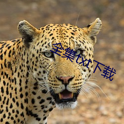 全集txt下载 （场院