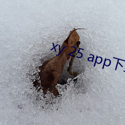 xy 25 app下载
