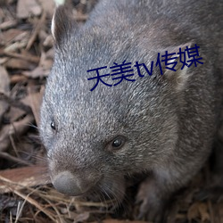 天美tv传媒 （声波