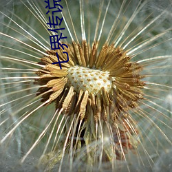 七界传说前传 （风纪）