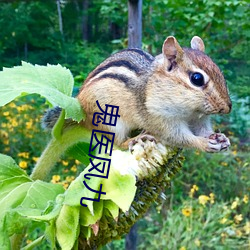 鬼医凤九 （冤家路窄）