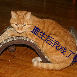 重生後我成了權臣的掌中嬌