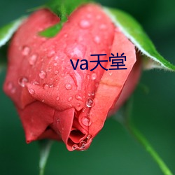 va天堂 （监测）