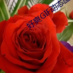 好爽GIF动态图