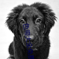 色带大全免费 （纽子）
