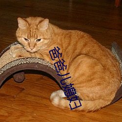 爸(爸)爸儿(兒)媳妇
