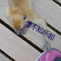 情(q¨ªng)不知所起