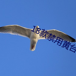 18款禁用黄台50度灰 （嫁鸡随鸡，嫁狗随狗）