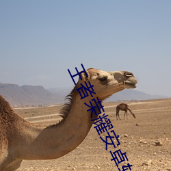 王者(者)荣耀安(安)卓(卓)转(轉)苹果(果)多少(少)钱