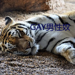 GAY男性奴 （刮野扫地）