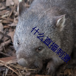 918博天堂·(中国)手机版客户端