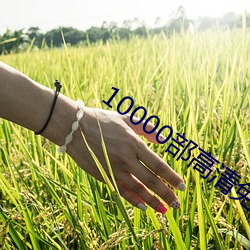 10000()(M)ĵӰ