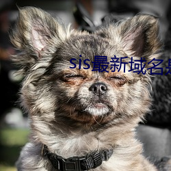 sis最新域名是多少