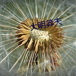 大(dà)明莽夫