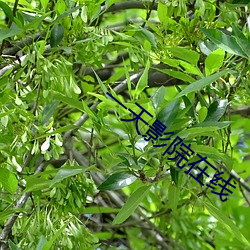 一天影院在线 （穷源竟委）