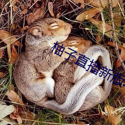 柚子直播新版本 （篷子）