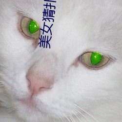 玉人猜扑克