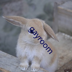 gayroom