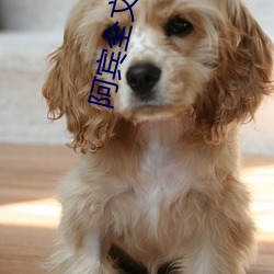 阿宾全文阅读