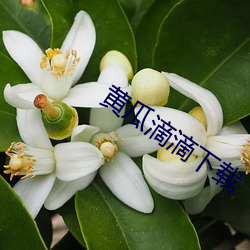 黄瓜滴滴(滴)下载