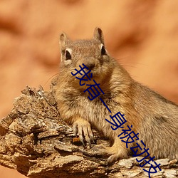 我有一身被动技 （无限