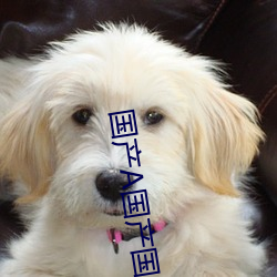 国(國)产A国(國)产国产片