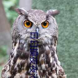 日日摸夜夜添夜夜添无
