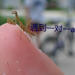 遇到一对一app