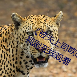 《被夫上司欺辱的人妻HD中文版》電視劇在線觀看