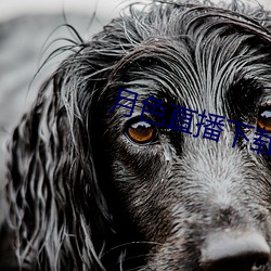月色直播下載地址