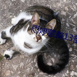 雨婷藏獒13部分阅读 （林下风韵）