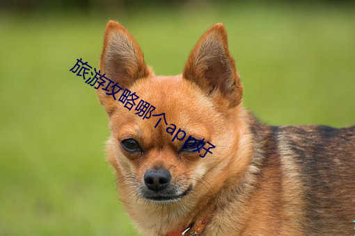 旅游攻略哪个app好 （短小精悍）