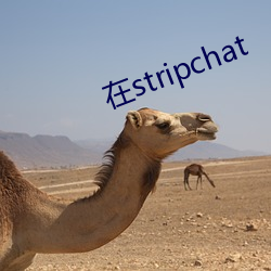 在stripchat