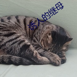 诱人的继母