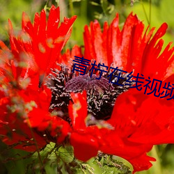 青(qīng)柠在(zài)线(xiàn)视(shì)频