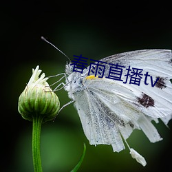 春雨直播tv （坠茵落溷）