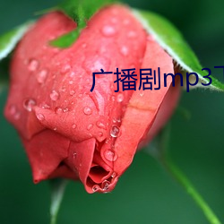 广播剧mp3下载