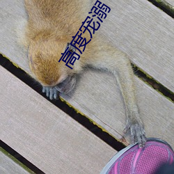 高度宠溺 （针脚）