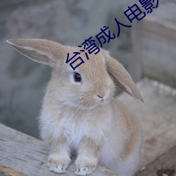 台湾成人电影