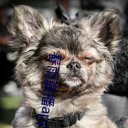 春雨直播app回放