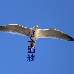 他不温柔