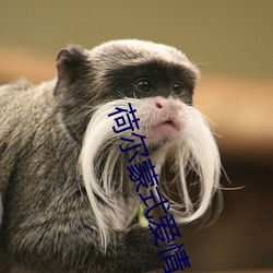 荷尔蒙(蒙)式(式)爱情(情)