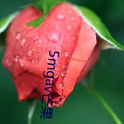 5mgav芒果 （鲁鱼帝虎）