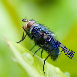 成人动漫卡通